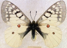Parnassius Butterfly