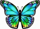 vlinder068