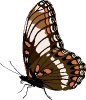 vlinders31