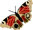 vlinders41
