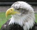 Bald_Eagle_closeup_photo