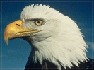 bald_eagle_profile