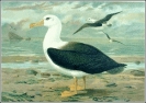 Black_browed_Albatross