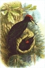 Black_Woodpecker