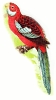 broad_tailed_parakeet