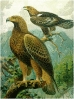 Golden_Eagle