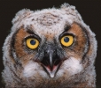 Great_Horned_owl