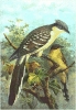 Great_Spotted_Cuckoo