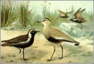 Greater_Sand_Plover