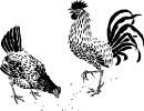 hen_and_rooster