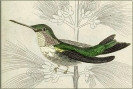 hummingbird_0