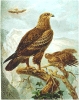Lesser_Spotted_Eagle
