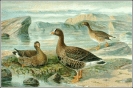 Lesser_White_fronted_Goose