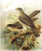 Levant_Sparrowhawk