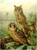 Long_eared_Owl