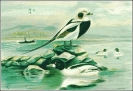 Long_tailed_Duck