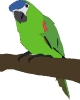 parrot_large