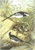 Pied_Wagtail