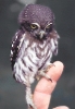 pygmy_owl