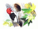 Red_Headed_Woodpecker