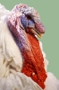 turkey_closeup