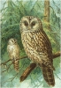 Ural_Owl