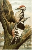 White_backed_Woodpecker