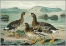 White_fronted_Goose