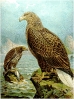 White_tailed_Eagle