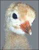whooping_crane_chick