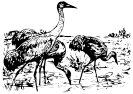 Whooping_Cranes_BW