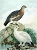 Willow_Grouse
