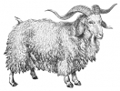 angora_goat