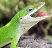 Anole_eating