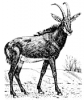 antelope_(Sable)
