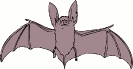 bat_big_eared