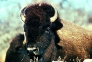 bison_3