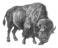 bison_BW