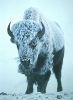 bison_in_storm