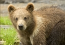 brown_bear_cub