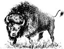 buffalo_4