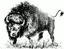 buffalo_sketch