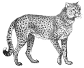 cheetah_2