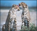 cheetah_grooming