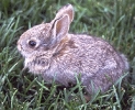 cottontail_rabbit