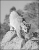 cougar_on_mountain_rocks
