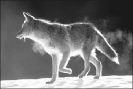 coyote_backlit_in_snow