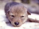 Coyote_pup