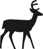 deer_bold