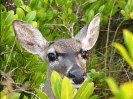 deer_in_mangroves